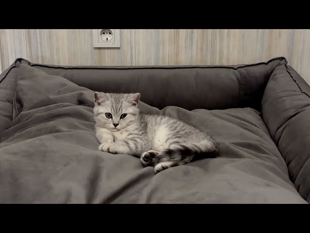 Hilarious! Kitten Won’t Let Giant Dog in His Bed!