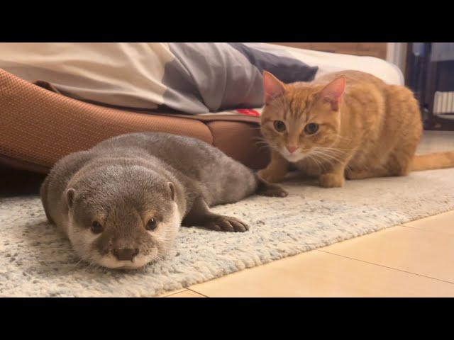 It's fun every day to keep both otter and cat