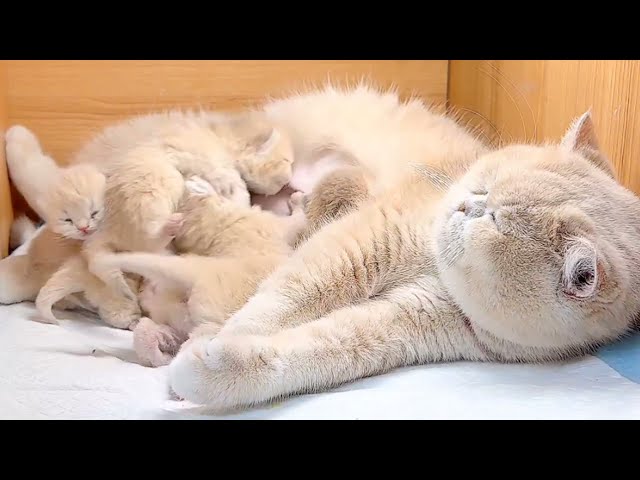 Golden British Shorthair Kitten