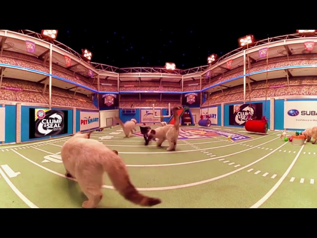 Kitten Bowl 360° - Countdown to the Big Game - Hallmark Channel