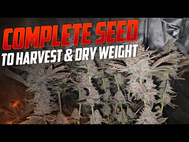 Complete Seed to Harvest Grow Under The Spiderfarmer SE-5000