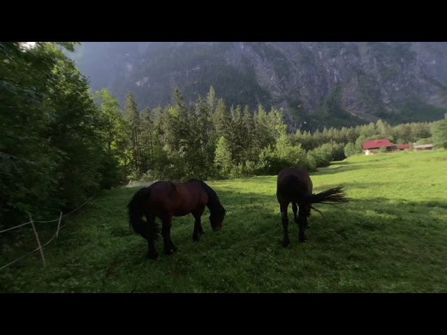 Grazing Horses and Helicopter in the Alps Your VR180 Holiday