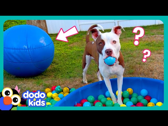 Wait! Where’s My BALL?! | Dodo Kids | Funny Dog Videos