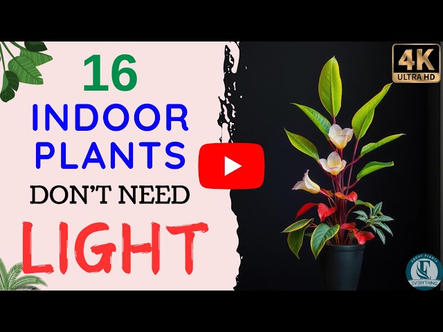 16 Low Light Indoor Plants | No Sunlight Indoor Plants | Best Low Light Houseplants.