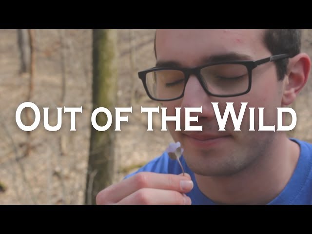 Out of the Wild