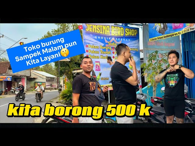 BORONG BURUNG 500 K BUAT TEMEN2 KICAUMANIA PURWOKERTO!(RA NGAPAK RA KEPENAK).