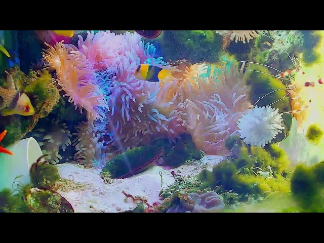 Relaxing and pleasant music: real and beautiful aquarium