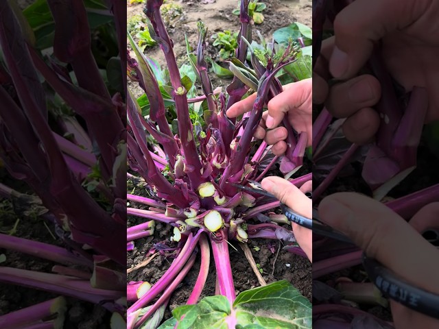 Spring Vegetable Harvest #farming