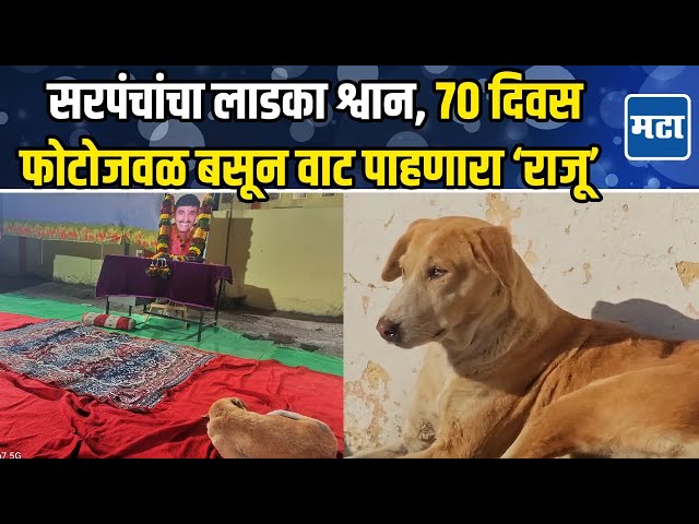 Santosh Deshmukh's Dog Raju: संतोष देशमुखांचा लाडका श्वान, उदास राजूचे मालकाच्या वाटेकडे डोळे