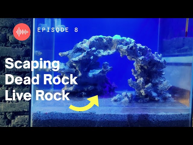 HOW TO SCAPING DEAD ROCK/LIVE ROCK SEAWATER AQUARIUM