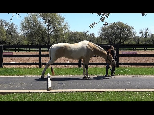 Teach Your Horse To Do A Hind End Stretch