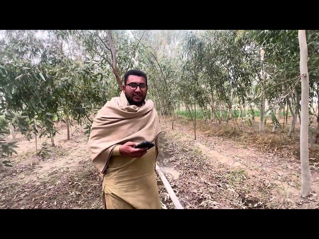 Village Wheat Harvesting Secrets 🌾 | Step-by-Step Farming in Rural Life