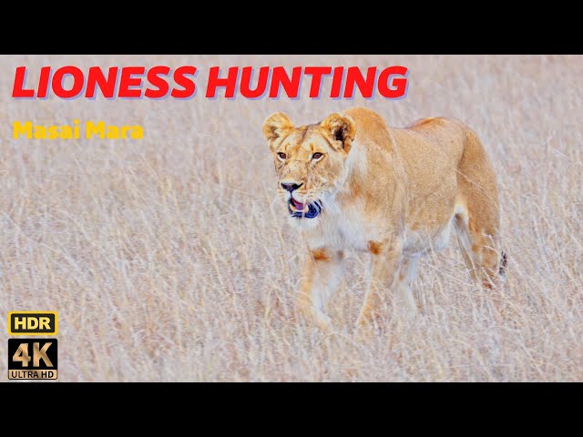 A female lion hunts alone in the savannah. He does two kills at the same hunting. HDR 4K