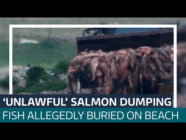 Salmon buried on Scottish beach unlawfully, footage shows | ITV News