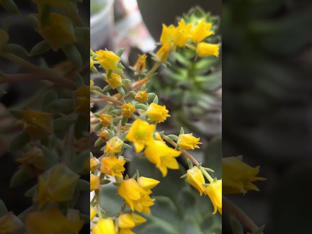 succulent🌾flowers // Echeveria Pulidonis