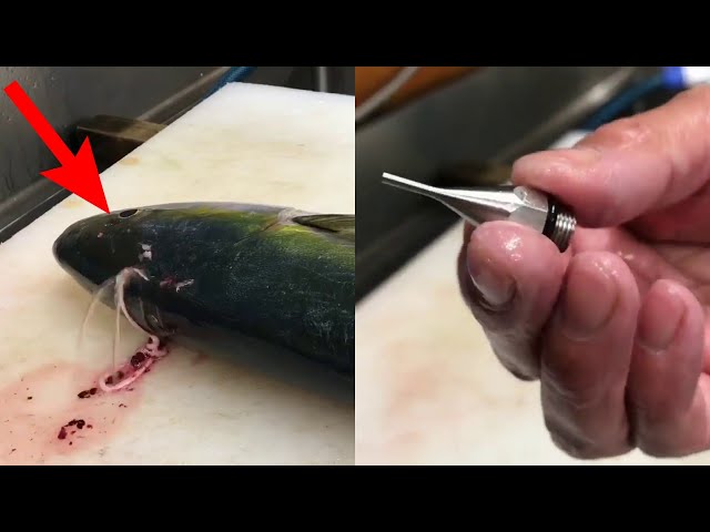 Best Method For Tastier Fish (Ike Jime) | Watch Ikejime Cleaning Nerves