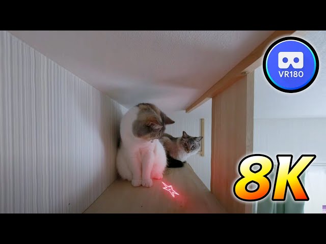 Playing on the catwalk with my cat Part 1 VR180 8K