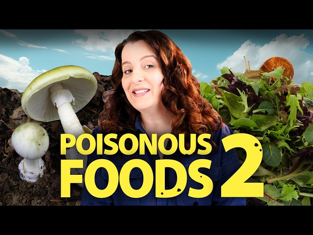 Toxic Food 2 | How To Cook That Ann Reardon