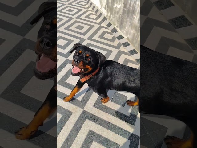 Only Time bro 👉🏻 | #rottfacts #rottweiler #shorts #youtubeshorts @aura.rott.1947