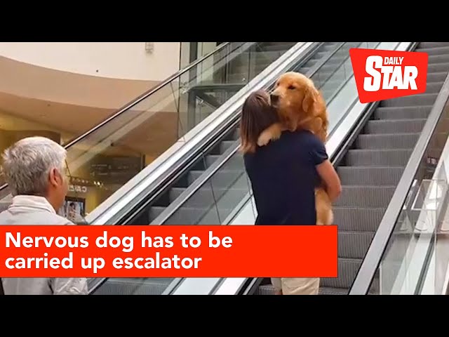 Golden retriever is scared of escalator