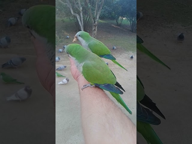 #parrots landing attack and scape 🤣