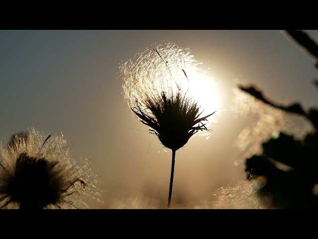 Magic Plant, Sun Rays, Beautiful Gentle Flower, Nature, Background video, 4k, VJ Loop, Video Footage