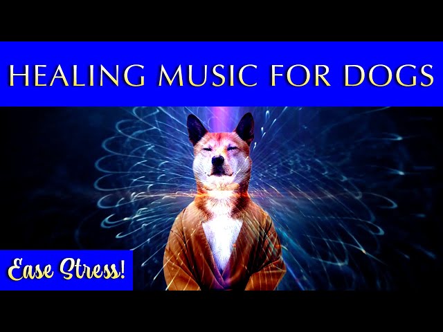 Healing Music for Dogs and Humans | Soothing Sounds to Ease Stress and Anxiety