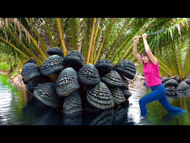 So Scary! Harvesting Black Clam Go To Market Sell - Destroy black clam nest | Farm Life