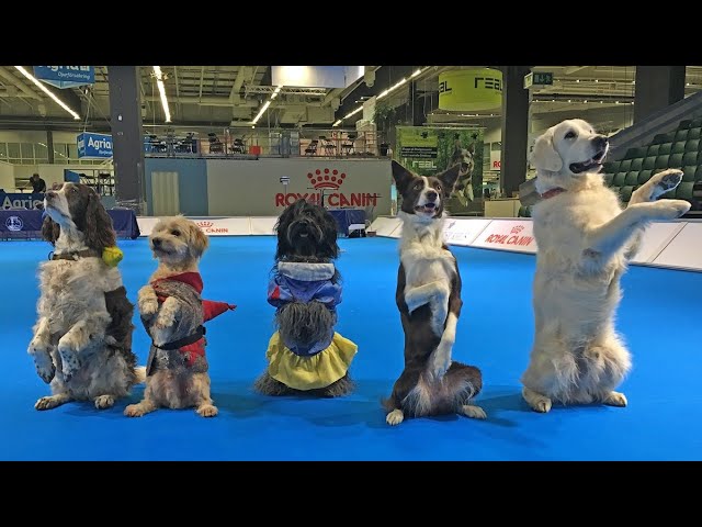 DOG SHOW