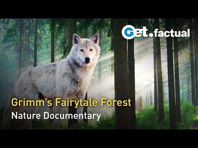 Grimms' Forest: The Nature of Fairy Tales | Full Documentary