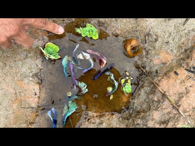 Amazing Betta Place Adventure – Betta Fish to Catch from this Amazing Place We Found Beautiful Betta