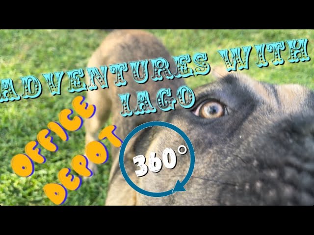 360 (4K) Adventures with Iago (6 month old) Cane Corso puppy