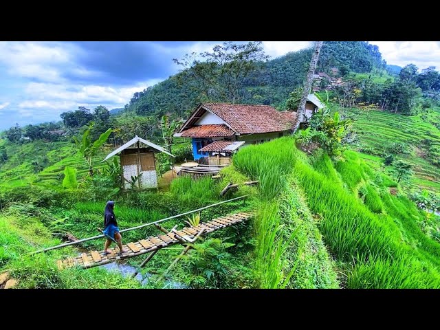 DIJAMIN BETAH😍 MENIKMATI HIDUP DI KAMPUNG YANG INDAH ALAM DESANYA, SUASANANYA ADEM, AYEM & TENTRAM