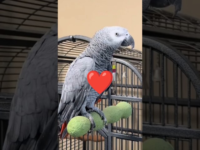 Can Parrots REALLY Understand Humans? (Shocking Truth Revealed!)