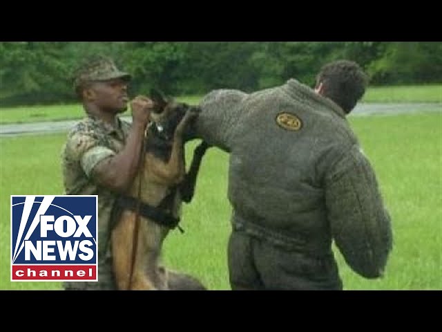 Leland Vittert helps with Marine dog training