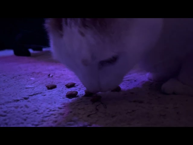 Cat eating ASMR short video ￼