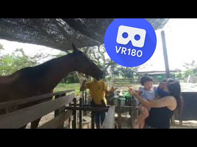 [VR180 VR 3D] Horse Pin Number Loves Carrot @ The Animal Resort Singapore | Virtual Reality Oculus