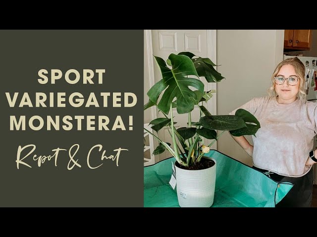 New Sport Variegated Monstera Find!! | Repot and Chat