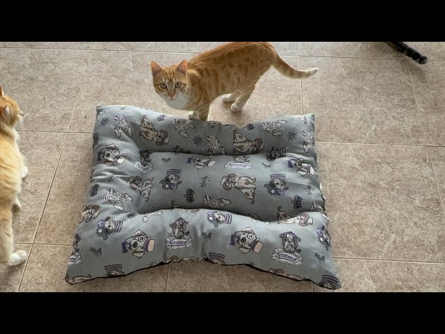 Los gatitos ya tienen su regalo de reyes 🤴 #cat #vetturinos #shortsfeed #gatos #dog #shortvideo #op