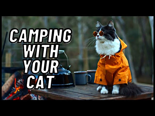 Ultimate Guide When Planning to Camp With Your Cat