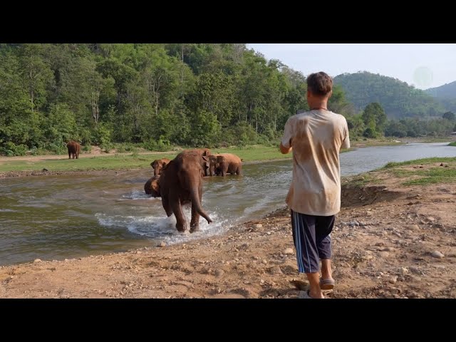 A Man Call Elephant Return To Record The Moment - ElephantNews