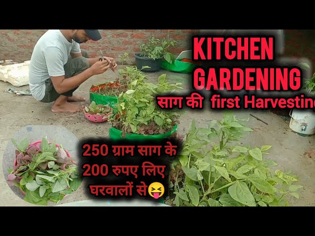 साग की harvesting👌 Kitchen Gardening 😍