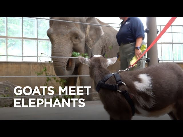 Tiny Goats Visit Elephants