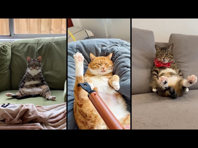 Cute and funny CATS.🐱 And Some Just Interesting Moments.😻Videos🔶 Сompilation # 50🔶