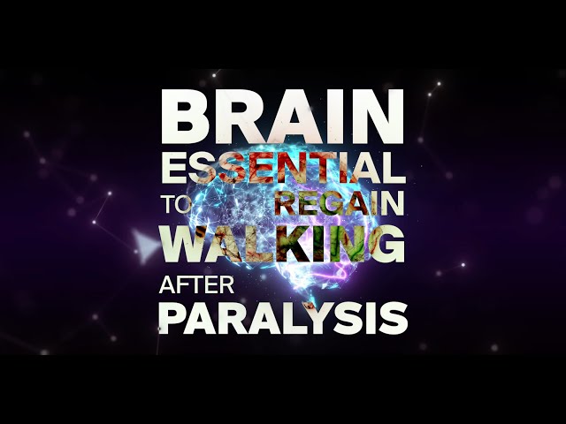 Stimulating hypothalamus restores walking in paralyzed patients