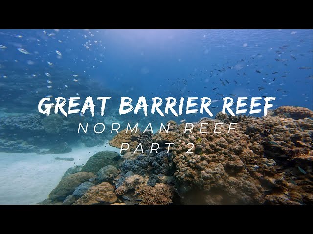 Diving the Great Barrier Reef in 2022 - Norman Reef - Part 2 | Queensland | Australia | GoPro | 4K