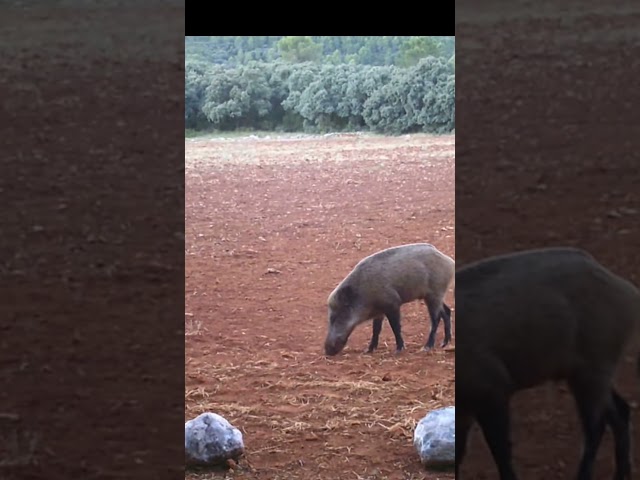 Caza de jabalí. #huntingseason #caza #wildlife #cazamayor #wildboar #jabalí