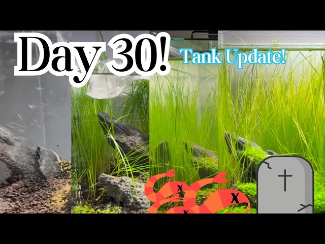 Official Day 30 Update | Planted 10 Gallon Fish Tank