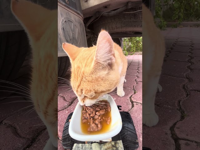 cat feeding at rc car #cat #catfeeding #asmrcatfeeding #cute #feedinganimals  #catfeedingasmr