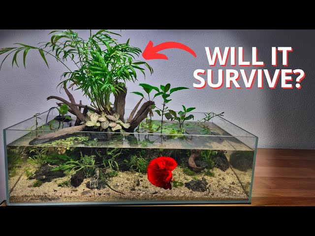 I built a Shallow Tank with Palm Tree for my Betta. Here's how!